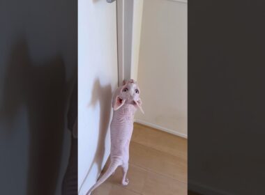 部屋に入ると寒くて即出て行く猫アレクサンドラ【スフィンクス】