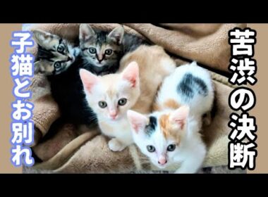 【子猫保護・ミイコ、わさお、もん、めめ編・続き】ペットロスから救ってくれた子猫達の半年間の成長記録〜お別れ