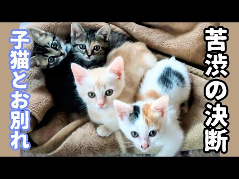【子猫保護・ミイコ、わさお、もん、めめ編・続き】ペットロスから救ってくれた子猫達の半年間の成長記録〜お別れ