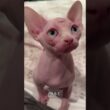 これがスフィンクス！毛がないのに甘えんぼうな不思議猫🐱✨#スフィンクス#猫好き #かわいい猫
