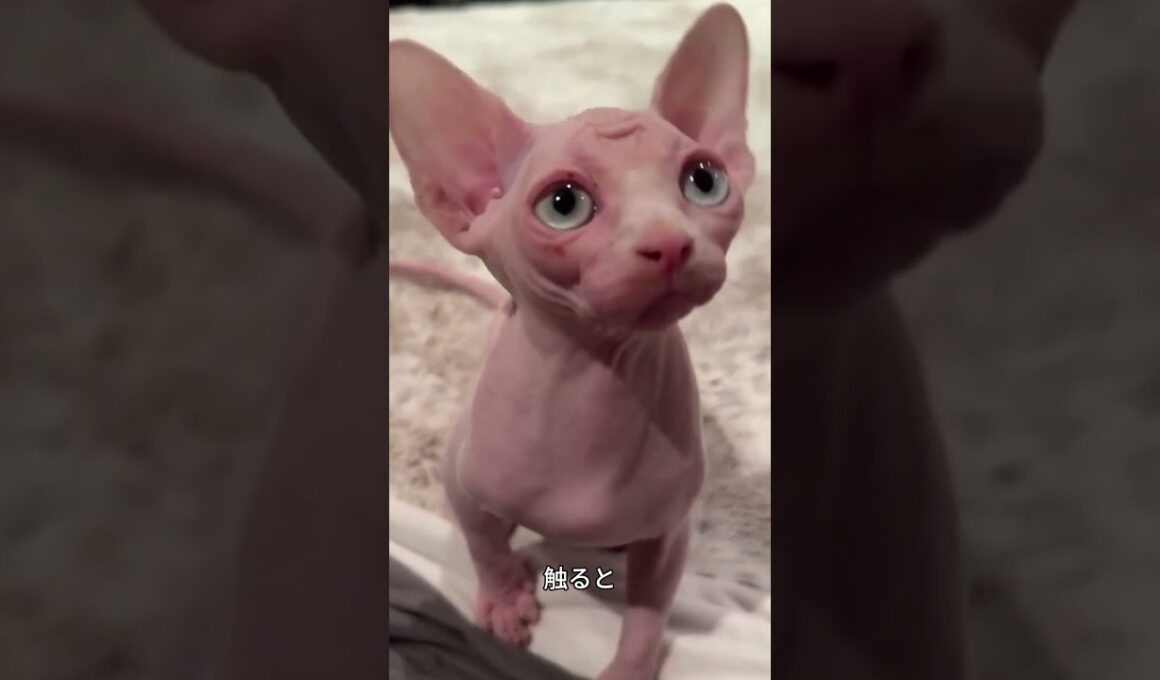 これがスフィンクス！毛がないのに甘えんぼうな不思議猫🐱✨#スフィンクス#猫好き #かわいい猫