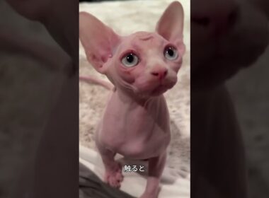 これがスフィンクス！毛がないのに甘えんぼうな不思議猫🐱✨#スフィンクス#猫好き #かわいい猫