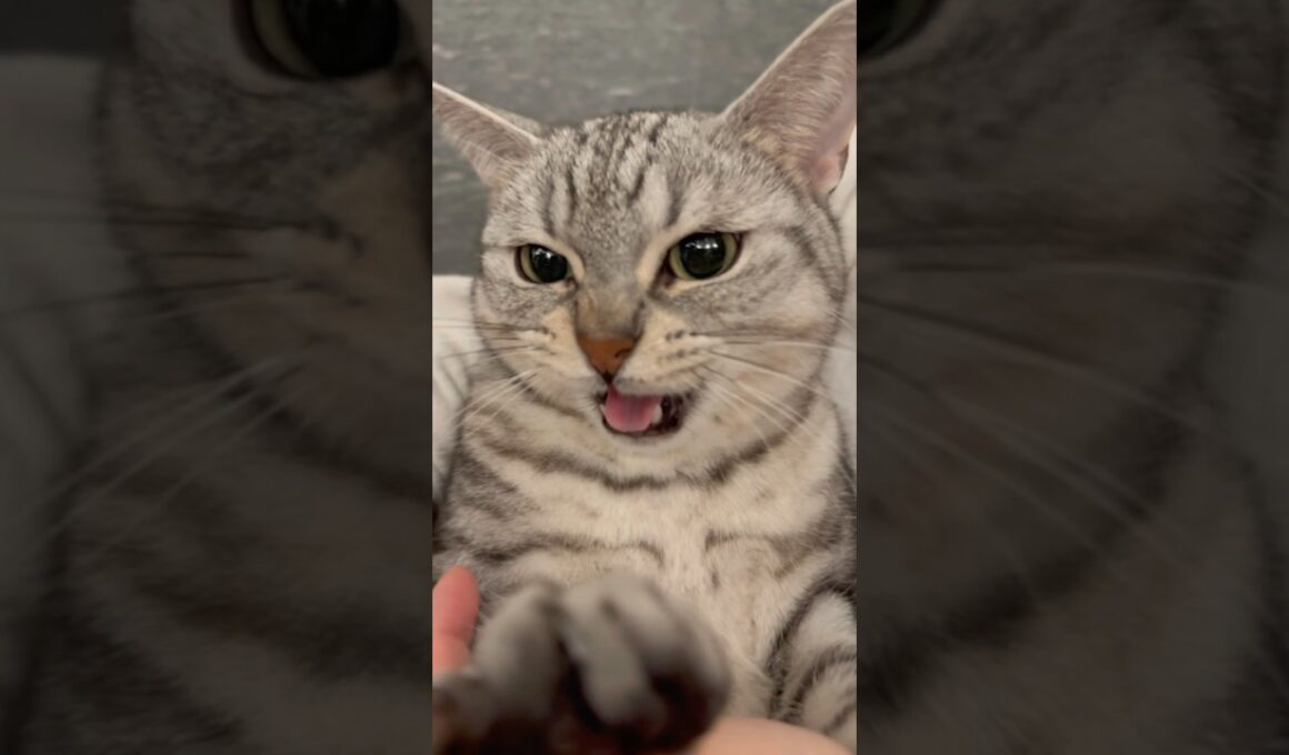 【2025年】マンチカン総集編!! #cat #猫