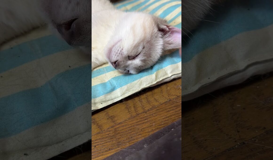 座布団で寝るシャムの子ネコ雫に、ちょっかいを出すウp主