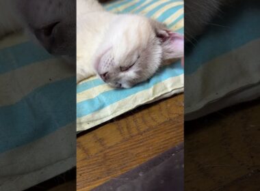座布団で寝るシャムの子ネコ雫に、ちょっかいを出すウp主
