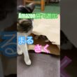 袋猫　まるさくら　#メインクーンミックス #保護猫