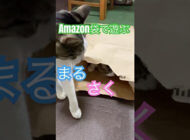 袋猫　まるさくら　#メインクーンミックス #保護猫