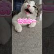 挨拶じょうずな子猫 #子猫 #こねこ#猫の鳴き声