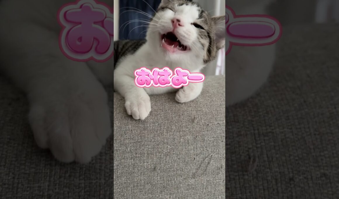 挨拶じょうずな子猫 #子猫 #こねこ#猫の鳴き声