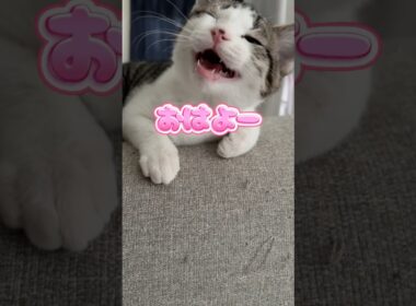 挨拶じょうずな子猫 #子猫 #こねこ#猫の鳴き声