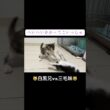 😾子猫兄妹のレスリング😾 #cat  #猫  #ねこ  #保護猫 #cute #猫のいる暮らし #子猫 #kitten #shorts  #こねこ