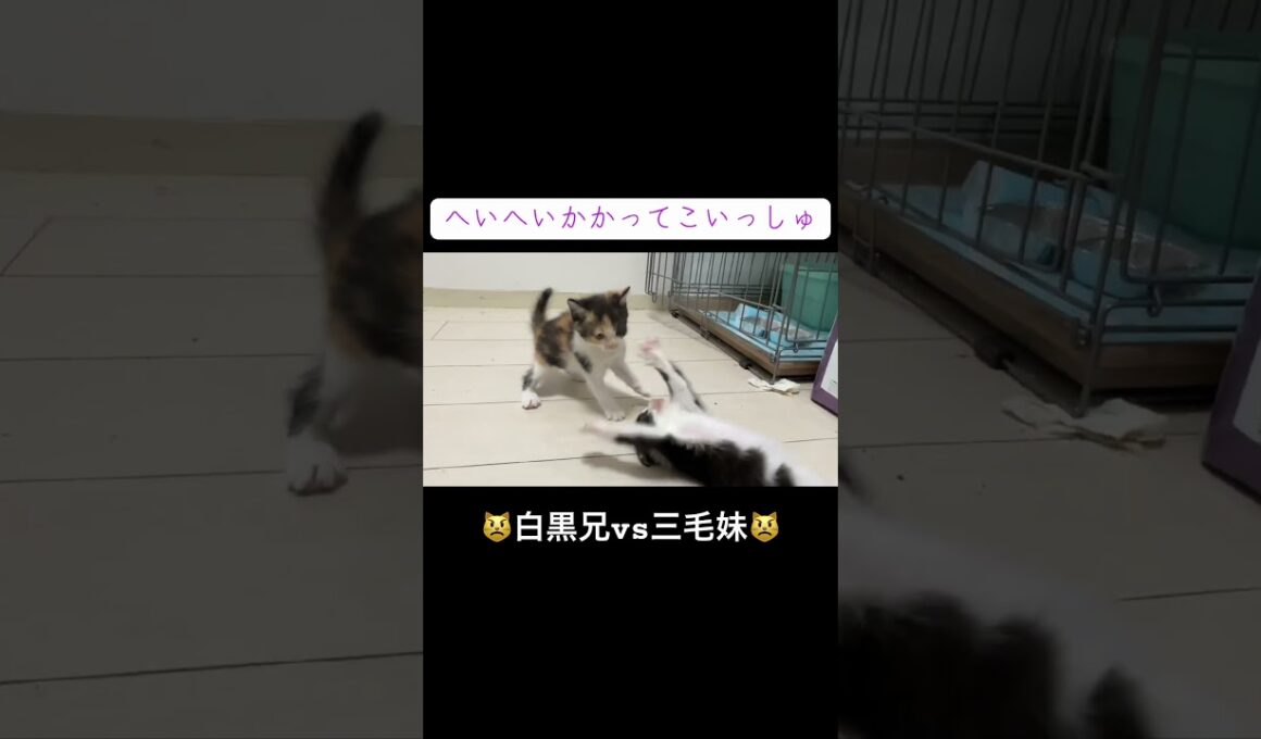 😾子猫兄妹のレスリング😾 #cat  #猫  #ねこ  #保護猫 #cute #猫のいる暮らし #子猫 #kitten #shorts  #こねこ