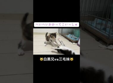 😾子猫兄妹のレスリング😾 #cat  #猫  #ねこ  #保護猫 #cute #猫のいる暮らし #子猫 #kitten #shorts  #こねこ