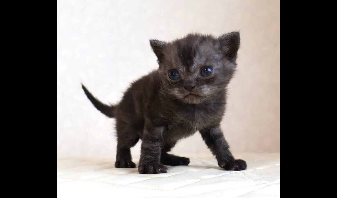 セルカークレックス子猫　Selkirk Rex　2025.12.4産まれ　シルバータビー　巻き毛　男の子　シーダキャット猫のお店