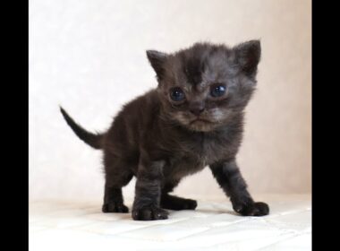 セルカークレックス子猫　Selkirk Rex　2025.12.4産まれ　シルバータビー　巻き毛　男の子　シーダキャット猫のお店