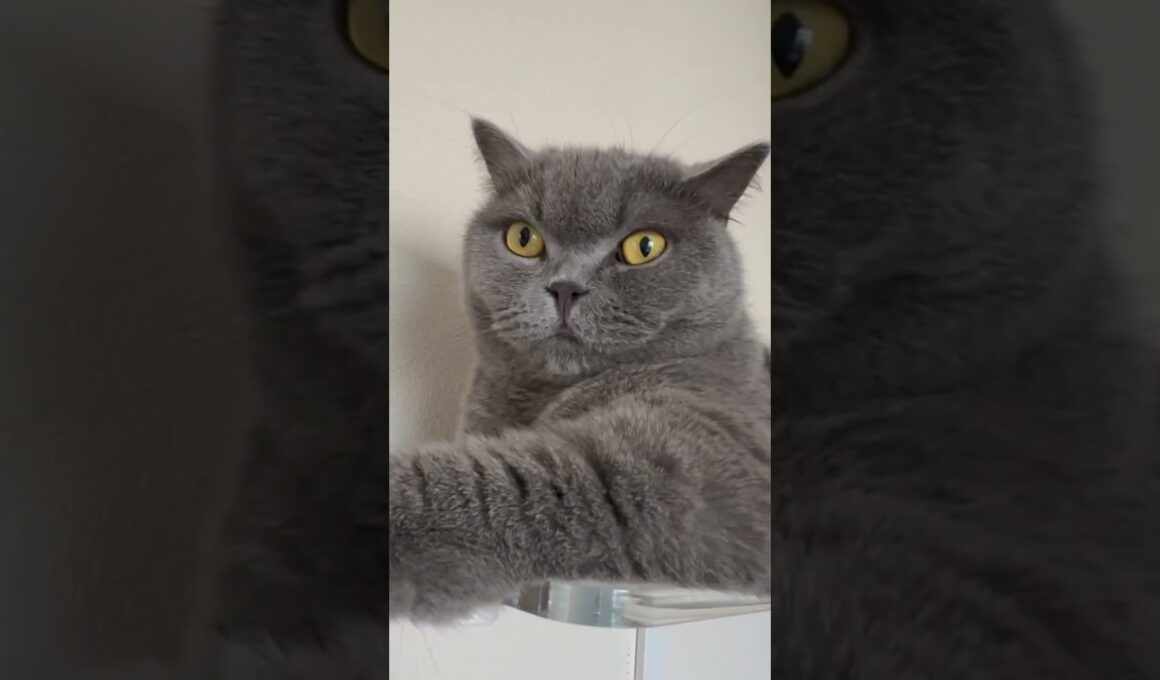 【猫】あらこんにちは！ #ブリティッシュショートヘア #猫 #ししゃもの観察日記 #cat