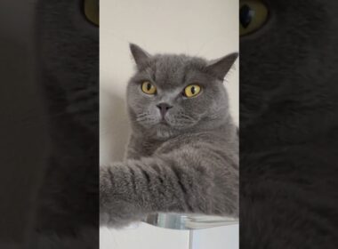 【猫】あらこんにちは！ #ブリティッシュショートヘア #猫 #ししゃもの観察日記 #cat