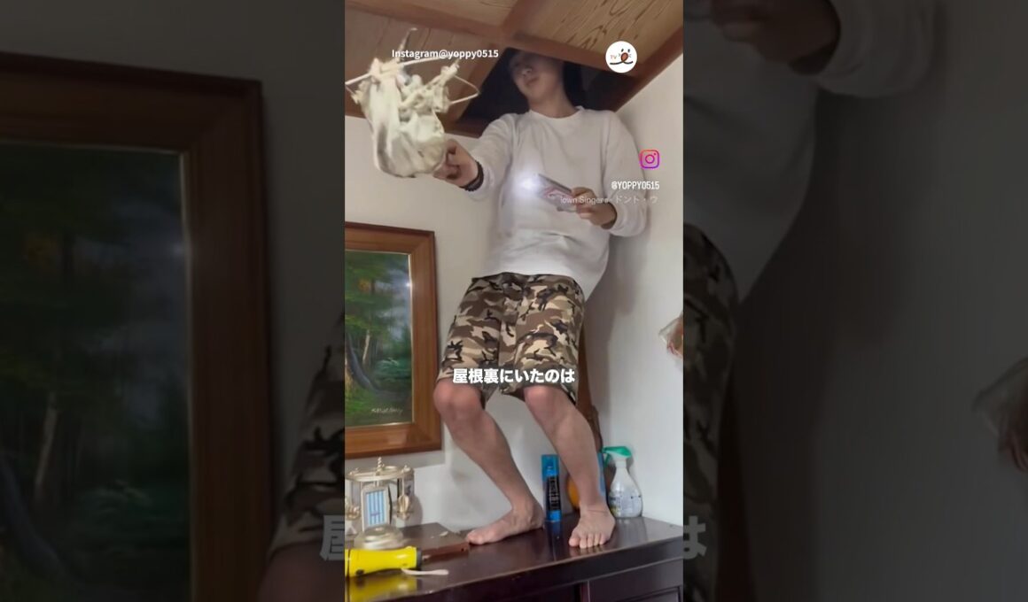 屋根裏いた子猫｜PECO