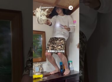 屋根裏いた子猫｜PECO