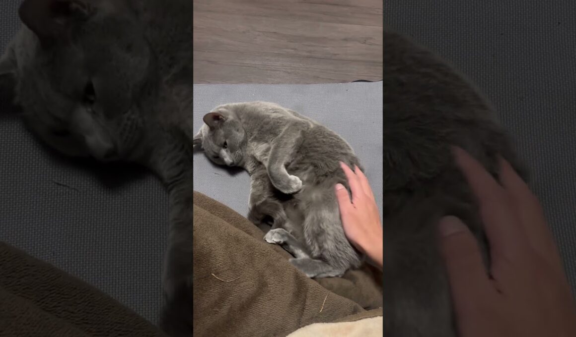 思い切り甘えてくるぺぺ(ロシアンブルー) #cat #ロシアンブルー #老猫