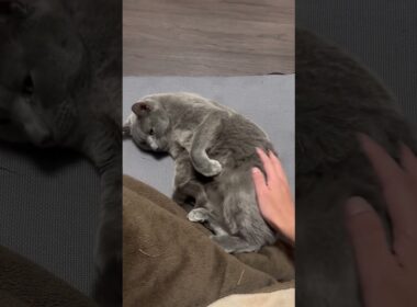 思い切り甘えてくるぺぺ(ロシアンブルー) #cat #ロシアンブルー #老猫