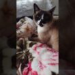 シャム猫さんの起床後とフミフミ動画♪🐾#猫 #ねこ #cat #Shorts