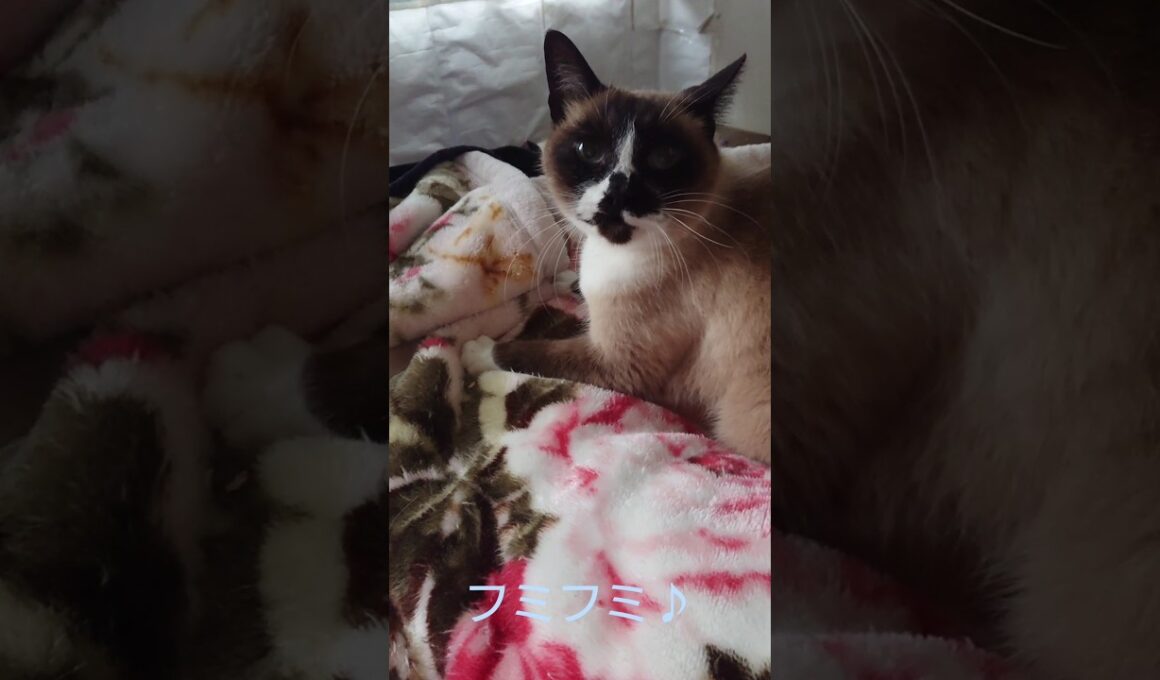 シャム猫さんの起床後とフミフミ動画♪🐾#猫 #ねこ #cat #Shorts
