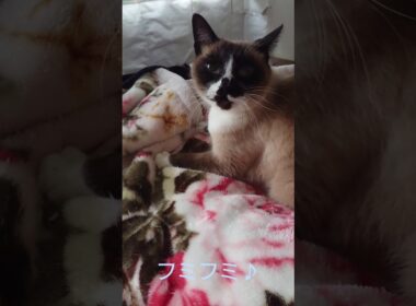 シャム猫さんの起床後とフミフミ動画♪🐾#猫 #ねこ #cat #Shorts