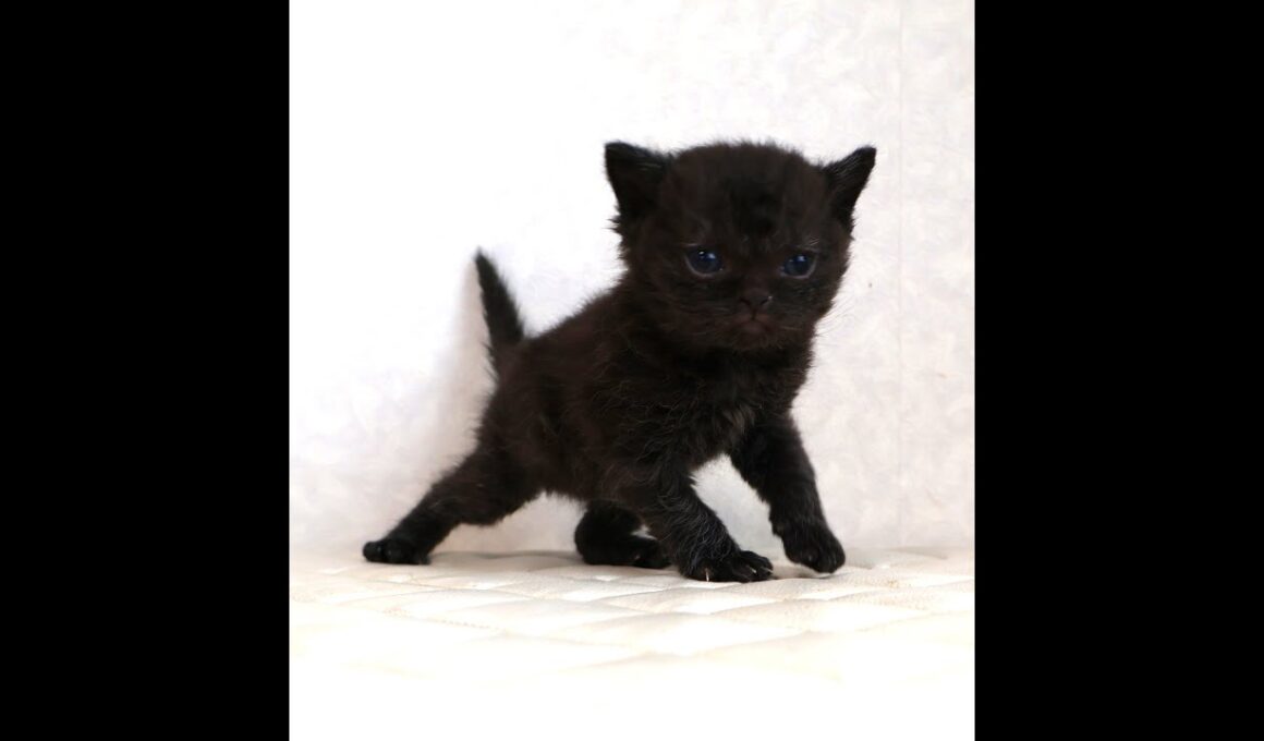 セルカークレックス子猫　Selkirk Rex　2025.12.4産まれ　シールポイント　巻き毛　男の子　シーダキャット猫のお店