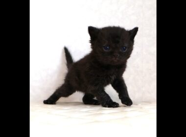 セルカークレックス子猫　Selkirk Rex　2025.12.4産まれ　シールポイント　巻き毛　男の子　シーダキャット猫のお店