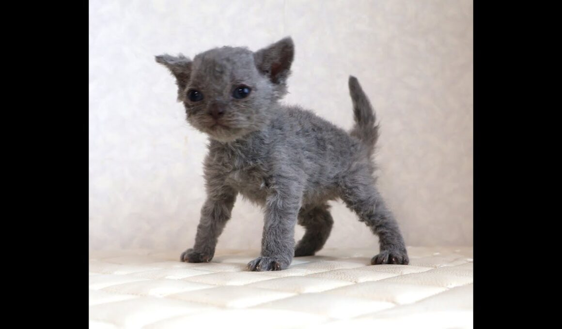 セルカークレックス子猫　Selkirk Rex　2025.12.4産まれ　ブルー　巻き毛　女の子　シーダキャット猫のお店