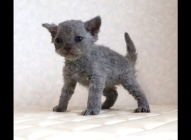 セルカークレックス子猫　Selkirk Rex　2025.12.4産まれ　ブルー　巻き毛　女の子　シーダキャット猫のお店