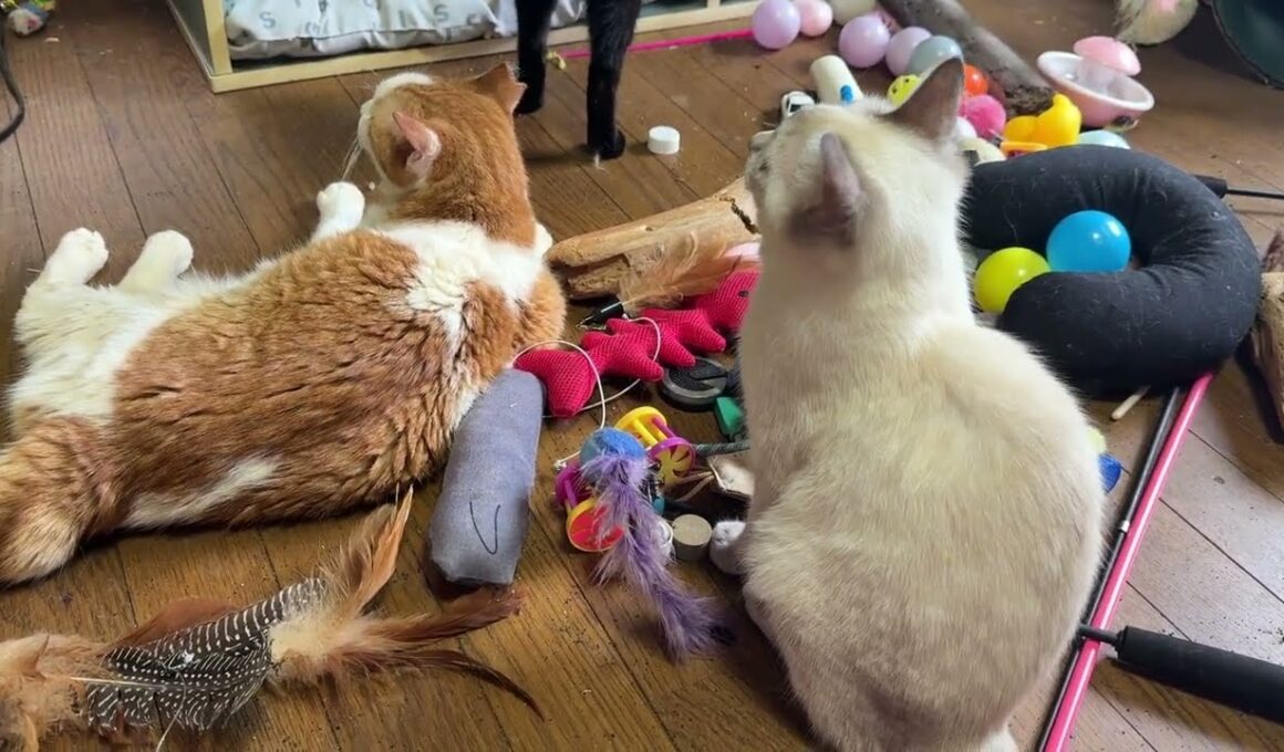 茶白ネコのジュニア、シャムの子ネコ雫は、自然の音の動画を座って、鑑賞。黒猫の黒夢は、テレビに攻撃