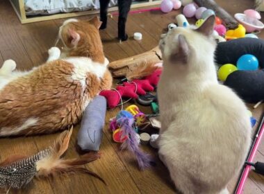 茶白ネコのジュニア、シャムの子ネコ雫は、自然の音の動画を座って、鑑賞。黒猫の黒夢は、テレビに攻撃