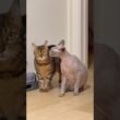 猫スルタンの兄弟が次々とやってきた【スフィンクス】