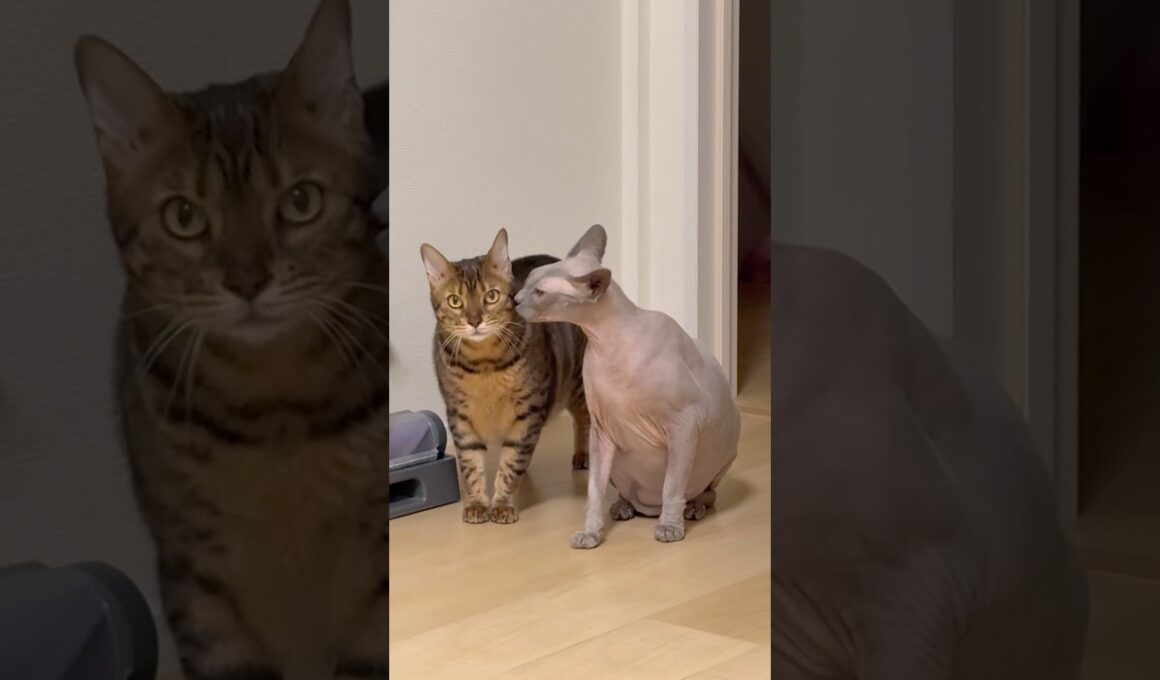 猫スルタンの兄弟が次々とやってきた【スフィンクス】