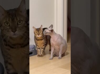 猫スルタンの兄弟が次々とやってきた【スフィンクス】