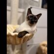 シャム猫Siamese cat. Livestream