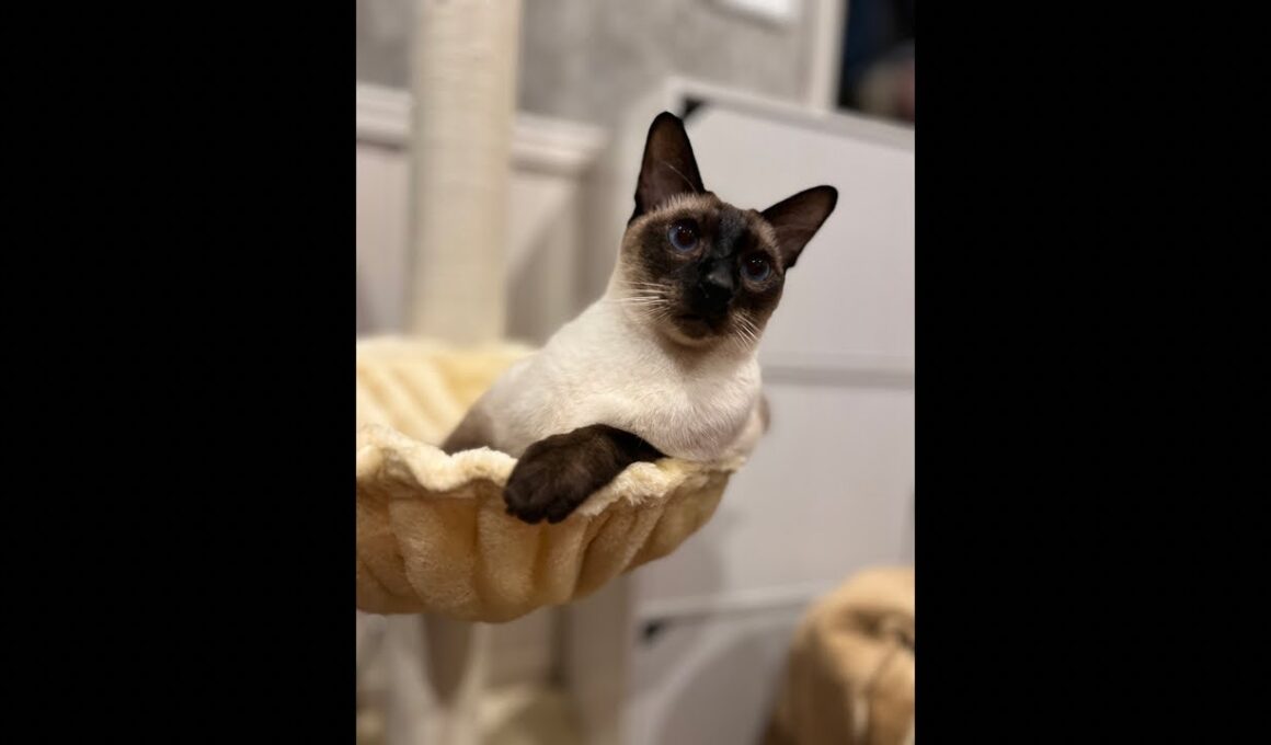 シャム猫Siamese cat. Livestream