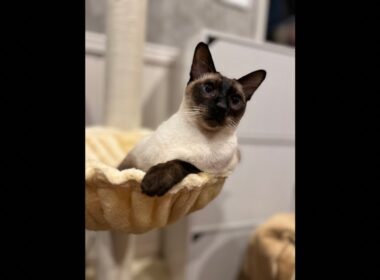 シャム猫Siamese cat. Livestream