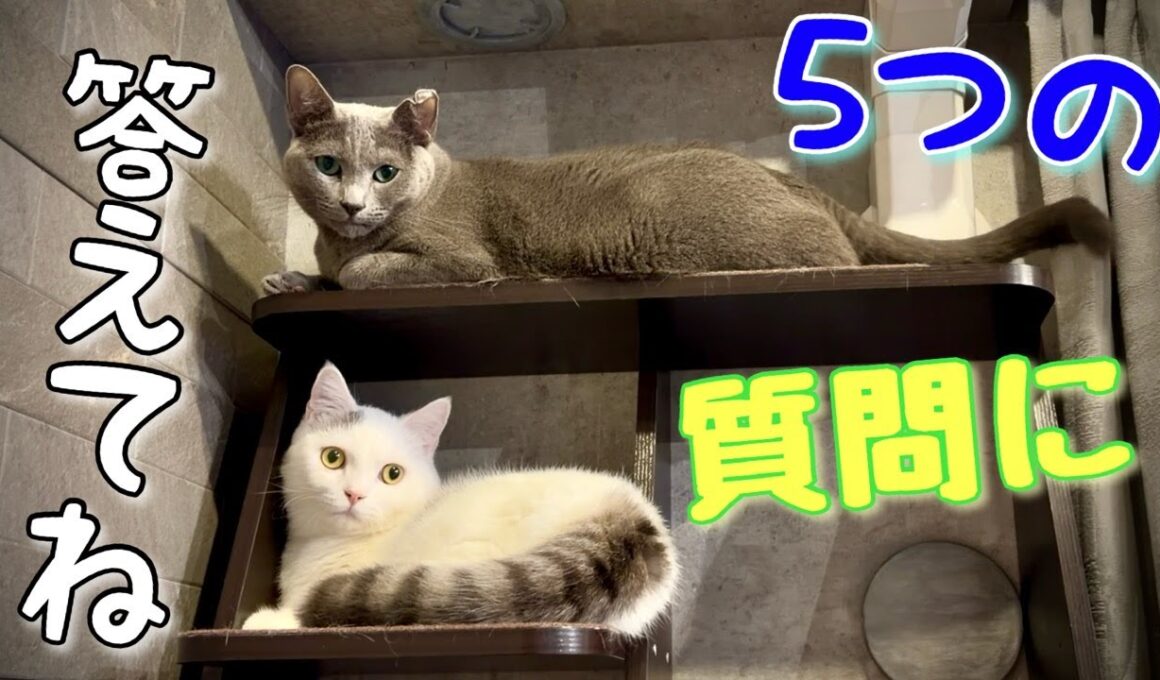 ロシアンブルー | 2025はどんな年だった？~ボクは弟猫が意外と好き [Russian Blue cat Kotetsu]