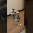 シンクロする後ろ姿が可愛すぎる保護子猫姉妹🐱 #shorts  #子猫動画 #保護子猫