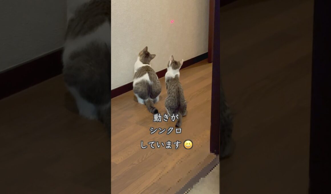 シンクロする後ろ姿が可愛すぎる保護子猫姉妹🐱 #shorts  #子猫動画 #保護子猫