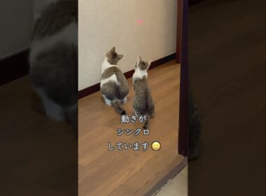 シンクロする後ろ姿が可愛すぎる保護子猫姉妹🐱 #shorts  #子猫動画 #保護子猫