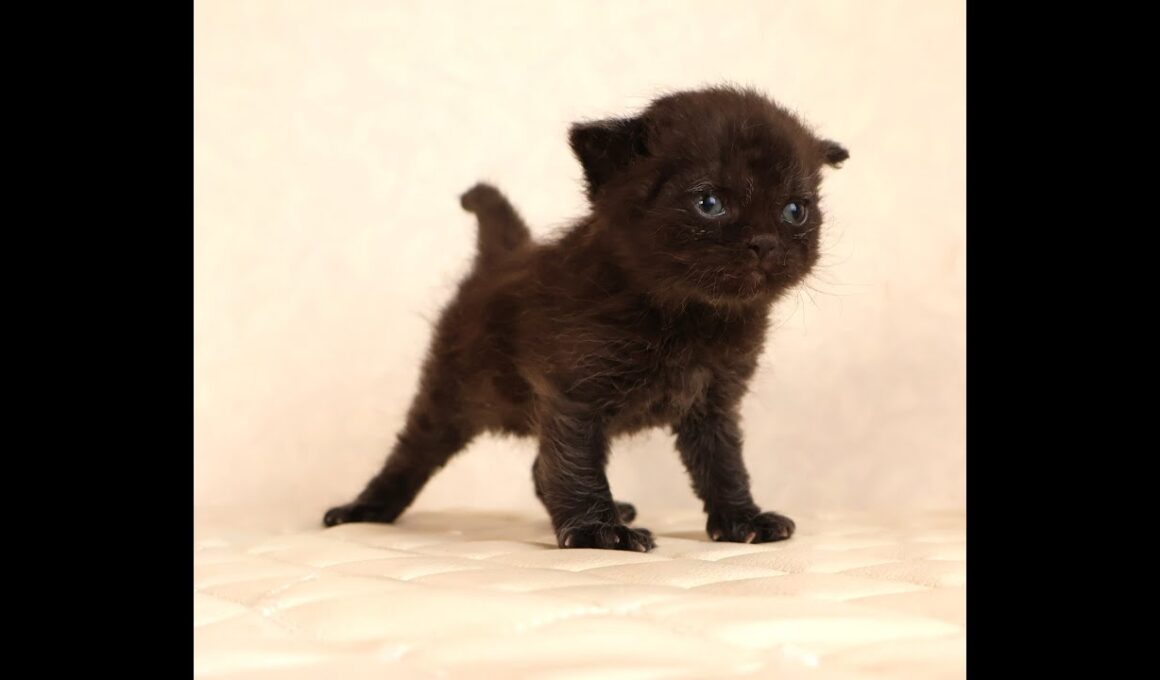 セルカークレックス子猫　Selkirk Rex　2025.12.4産まれ　　ブラック　黒猫　巻き毛　男の子　シーダキャット猫のお店