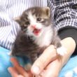 赤ちゃん子猫がカワイイ鳴き声で暴れまわる？【赤ちゃん猫　保護猫】