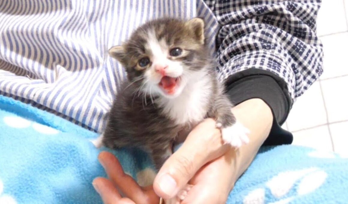 赤ちゃん子猫がカワイイ鳴き声で暴れまわる？【赤ちゃん猫　保護猫】
