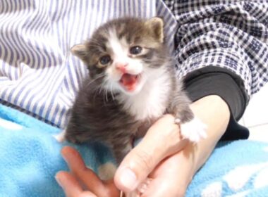 赤ちゃん子猫がカワイイ鳴き声で暴れまわる？【赤ちゃん猫　保護猫】