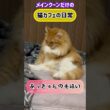 メインクーンだけの【猫カフェの日常】#毛繕い #cat #cooncat #mainecat