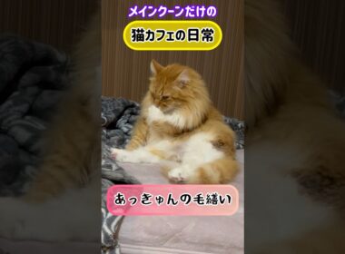 メインクーンだけの【猫カフェの日常】#毛繕い #cat #cooncat #mainecat